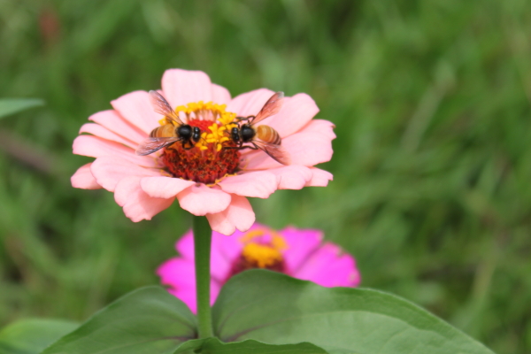 Bees On Honeymoon