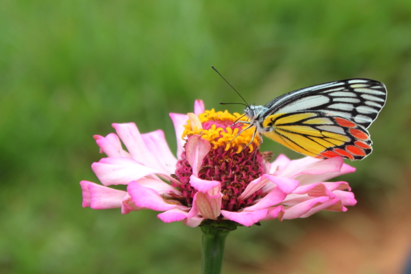 I Love You Butterfly 1