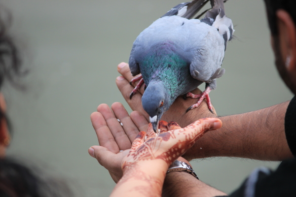 Newly Weds Feeding A Pigeon