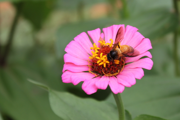 This Flower Is So Sweet